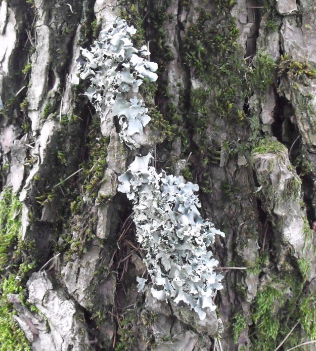 Determinazione lichene